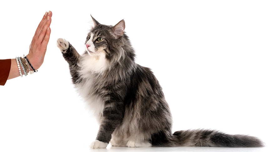 寵物指甲護理終極指南-家用剪指甲方法-常見問題FAQ